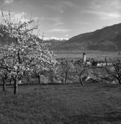 Obstbaum/Obst (Positivo) di Foto Elisabeth Fuchs-Hauffen, Überlingen/Bodensee,Fuchs-Hauffen, Elisabeth (1965/04/01 - 1965/04/43)