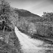 Obstbaum/Obst (Positivo) di Foto Elisabeth Fuchs-Hauffen, Überlingen/Bodensee,Fuchs-Hauffen, Elisabeth (1965/04/01 - 1965/04/43)