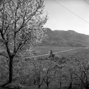 Obstbaum/Obst (Positivo) di Foto Elisabeth Fuchs-Hauffen, Überlingen/Bodensee,Fuchs-Hauffen, Elisabeth (1965/04/01 - 1965/04/43)