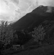 Schloss Tirol (Positivo) di Foto Elisabeth Fuchs-Hauffen, Überlingen/Bodensee,Fuchs-Hauffen, Elisabeth (1965/04/01 - 1965/04/43)