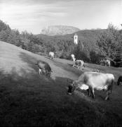 mucca/bovino (Positivo) di Foto Elisabeth Fuchs-Hauffen, Überlingen/Bodensee,Fuchs-Hauffen, Elisabeth (1965/09/01 - 1965/09/93)