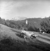 mucca/bovino (Positivo) di Foto Elisabeth Fuchs-Hauffen, Überlingen/Bodensee,Fuchs-Hauffen, Elisabeth (1965/09/01 - 1965/09/93)