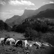 pecora(e) (Positivo) di Foto Elisabeth Fuchs-Hauffen, Überlingen/Bodensee,Fuchs-Hauffen, Elisabeth (1966/05/01 - 1966/05/31)