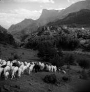 pecora(e) (Positivo) di Foto Elisabeth Fuchs-Hauffen, Überlingen/Bodensee,Fuchs-Hauffen, Elisabeth (1966/05/01 - 1966/05/31)