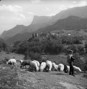 pecora(e) (Positivo) di Foto Elisabeth Fuchs-Hauffen, Überlingen/Bodensee,Fuchs-Hauffen, Elisabeth (1966/05/01 - 1966/05/31)