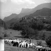 pecora(e) (Positivo) di Foto Elisabeth Fuchs-Hauffen, Überlingen/Bodensee,Fuchs-Hauffen, Elisabeth (1966/05/01 - 1966/05/31)