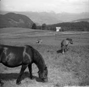 cavallo (Positivo) di Foto Elisabeth Fuchs-Hauffen, Überlingen/Bodensee,Fuchs-Hauffen, Elisabeth (1966/05/01 - 1966/05/31)