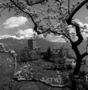 Obstbaum/Obst (Positivo) di Foto Elisabeth Fuchs-Hauffen, Überlingen/Bodensee,Fuchs-Hauffen, Elisabeth (1970/05/01 - 1970/05/31)