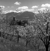 Obstbaum/Obst (Positivo) di Foto Elisabeth Fuchs-Hauffen, Überlingen/Bodensee,Fuchs-Hauffen, Elisabeth (1970/05/01 - 1970/05/31)