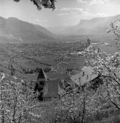 Obstbaum/Obst (Positivo) di Foto Elisabeth Fuchs-Hauffen, Überlingen/Bodensee,Fuchs-Hauffen, Elisabeth (1970/05/01 - 1970/05/31)