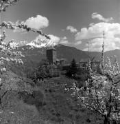 Obstbaum/Obst (Positivo) di Foto Elisabeth Fuchs-Hauffen, Überlingen/Bodensee,Fuchs-Hauffen, Elisabeth (1970/05/01 - 1970/05/31)