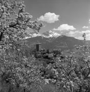 Obstbaum/Obst (Positivo) di Foto Elisabeth Fuchs-Hauffen, Überlingen/Bodensee,Fuchs-Hauffen, Elisabeth (1970/05/01 - 1970/05/31)