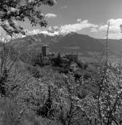 Obstbaum/Obst (Positivo) di Foto Elisabeth Fuchs-Hauffen, Überlingen/Bodensee,Fuchs-Hauffen, Elisabeth (1970/05/01 - 1970/05/31)