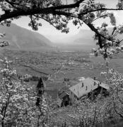 Obstbaum/Obst (Positivo) di Foto Elisabeth Fuchs-Hauffen, Überlingen/Bodensee,Fuchs-Hauffen, Elisabeth (1970/05/01 - 1970/05/31)