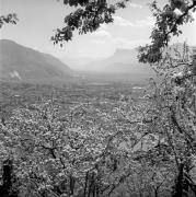 Obstbaum/Obst (Positivo) di Foto Elisabeth Fuchs-Hauffen, Überlingen/Bodensee,Fuchs-Hauffen, Elisabeth (1970/05/01 - 1970/05/31)