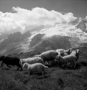 pecora(e) (Positivo) di Foto Elisabeth Fuchs-Hauffen, Überlingen/Bodensee,Fuchs-Hauffen, Elisabeth (1966/07/01 - 1966/07/31)