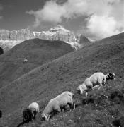 pecora(e) (Positivo) di Foto Elisabeth Fuchs-Hauffen, Überlingen/Bodensee,Fuchs-Hauffen, Elisabeth (1966/07/01 - 1966/07/31)