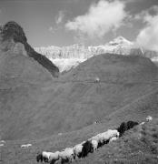 pecora(e) (Positivo) di Foto Elisabeth Fuchs-Hauffen, Überlingen/Bodensee,Fuchs-Hauffen, Elisabeth (1966/07/01 - 1966/07/31)