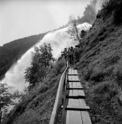 bosco (Positivo) di Foto Elisabeth Fuchs-Hauffen, Überlingen/Bodensee,Fuchs-Hauffen, Elisabeth (1978/07/01 - 1978/07/31)