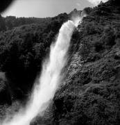 bosco (Positivo) di Foto Elisabeth Fuchs-Hauffen, Überlingen/Bodensee,Fuchs-Hauffen, Elisabeth (1978/07/01 - 1978/07/31)