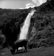 mucca/bovino (Positivo) di Foto Elisabeth Fuchs-Hauffen, Überlingen/Bodensee,Fuchs-Hauffen, Elisabeth (1978/07/01 - 1978/07/31)