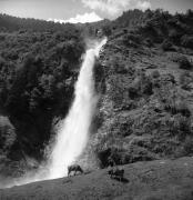 mucca/bovino (Positivo) di Foto Elisabeth Fuchs-Hauffen, Überlingen/Bodensee,Fuchs-Hauffen, Elisabeth (1978/07/01 - 1978/07/31)