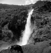 mucca/bovino (Positivo) di Foto Elisabeth Fuchs-Hauffen, Überlingen/Bodensee,Fuchs-Hauffen, Elisabeth (1978/07/01 - 1978/07/31)