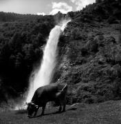 mucca/bovino (Positivo) di Foto Elisabeth Fuchs-Hauffen, Überlingen/Bodensee,Fuchs-Hauffen, Elisabeth (1978/07/01 - 1978/07/31)