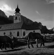 cavallo (Positivo) di Foto Elisabeth Fuchs-Hauffen, Überlingen/Bodensee,Fuchs-Hauffen, Elisabeth (1970/07/01 - 1970/07/31)