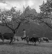 mucca/bovino (Positivo) di Foto Elisabeth Fuchs-Hauffen, Überlingen/Bodensee,Fuchs-Hauffen, Elisabeth (1965/09/01 - 1965/09/93)