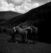 cavallo (Positivo) di Foto Elisabeth Fuchs-Hauffen, Überlingen/Bodensee,Fuchs-Hauffen, Elisabeth (1968/05/01 - 1968/05/31)