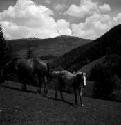 cavallo (Positivo) di Foto Elisabeth Fuchs-Hauffen, Überlingen/Bodensee,Fuchs-Hauffen, Elisabeth (1968/05/01 - 1968/05/31)