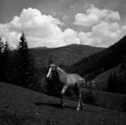 cavallo (Positivo) di Foto Elisabeth Fuchs-Hauffen, Überlingen/Bodensee,Fuchs-Hauffen, Elisabeth (1968/05/01 - 1968/05/31)