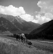 cavallo (Positivo) di Foto Elisabeth Fuchs-Hauffen, Überlingen/Bodensee,Fuchs-Hauffen, Elisabeth (1968/05/01 - 1968/05/31)