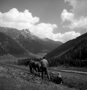 cavallo (Positivo) di Foto Elisabeth Fuchs-Hauffen, Überlingen/Bodensee,Fuchs-Hauffen, Elisabeth (1968/05/01 - 1968/05/31)