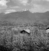 Obstbaum/Obst (Positivo) di Foto Elisabeth Fuchs-Hauffen, Überlingen/Bodensee,Fuchs-Hauffen, Elisabeth (1968/05/01 - 1968/05/31)