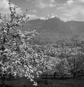 Obstbaum/Obst (Positivo) di Foto Elisabeth Fuchs-Hauffen, Überlingen/Bodensee,Fuchs-Hauffen, Elisabeth (1968/05/01 - 1968/05/31)