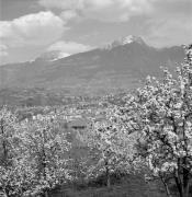 Obstbaum/Obst (Positivo) di Foto Elisabeth Fuchs-Hauffen, Überlingen/Bodensee,Fuchs-Hauffen, Elisabeth (1968/05/01 - 1968/05/31)