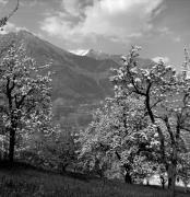 Obstbaum/Obst (Positivo) di Foto Elisabeth Fuchs-Hauffen, Überlingen/Bodensee,Fuchs-Hauffen, Elisabeth (1968/05/01 - 1968/05/31)