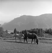 cavallo (Positivo) di Foto Elisabeth Fuchs-Hauffen, Überlingen/Bodensee,Fuchs-Hauffen, Elisabeth (1968/06/01 - 1968/06/63)