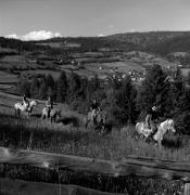 cavaliere (Positivo) di Foto Elisabeth Fuchs-Hauffen, Überlingen/Bodensee,Fuchs-Hauffen, Elisabeth (1968/06/01 - 1968/06/63)