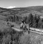 cavaliere (Positivo) di Foto Elisabeth Fuchs-Hauffen, Überlingen/Bodensee,Fuchs-Hauffen, Elisabeth (1968/06/01 - 1968/06/63)