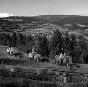 cavaliere (Positivo) di Foto Elisabeth Fuchs-Hauffen, Überlingen/Bodensee,Fuchs-Hauffen, Elisabeth (1968/06/01 - 1968/06/63)