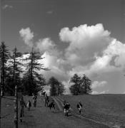 cavaliere (Positivo) di Foto Elisabeth Fuchs-Hauffen, Überlingen/Bodensee,Fuchs-Hauffen, Elisabeth (1968/06/01 - 1968/06/63)