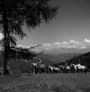 cavaliere (Positivo) di Foto Elisabeth Fuchs-Hauffen, Überlingen/Bodensee,Fuchs-Hauffen, Elisabeth (1968/06/01 - 1968/06/63)