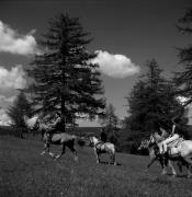 cavaliere (Positivo) di Foto Elisabeth Fuchs-Hauffen, Überlingen/Bodensee,Fuchs-Hauffen, Elisabeth (1968/06/01 - 1968/06/63)