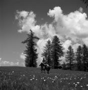 cavaliere (Positivo) di Foto Elisabeth Fuchs-Hauffen, Überlingen/Bodensee,Fuchs-Hauffen, Elisabeth (1968/06/01 - 1968/06/63)