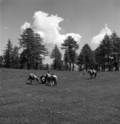 cavaliere (Positivo) di Foto Elisabeth Fuchs-Hauffen, Überlingen/Bodensee,Fuchs-Hauffen, Elisabeth (1968/06/01 - 1968/06/63)