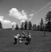 cavaliere (Positivo) di Foto Elisabeth Fuchs-Hauffen, Überlingen/Bodensee,Fuchs-Hauffen, Elisabeth (1968/06/01 - 1968/06/63)