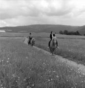 cavaliere (Positivo) di Foto Elisabeth Fuchs-Hauffen, Überlingen/Bodensee,Fuchs-Hauffen, Elisabeth (1968/06/01 - 1968/06/63)